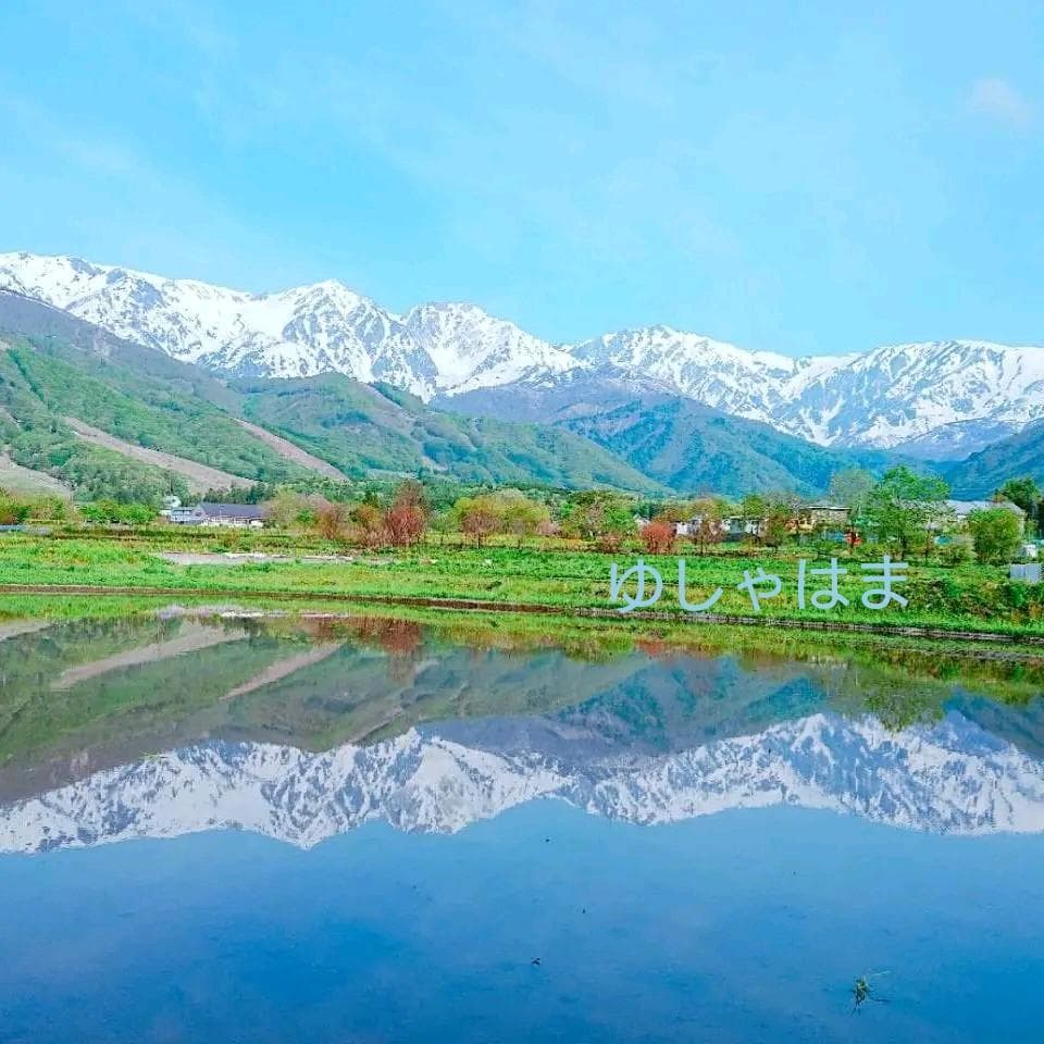 ホンシメジ 1kg 信州北アルプス産 本しめじ　天然キノコ 国産