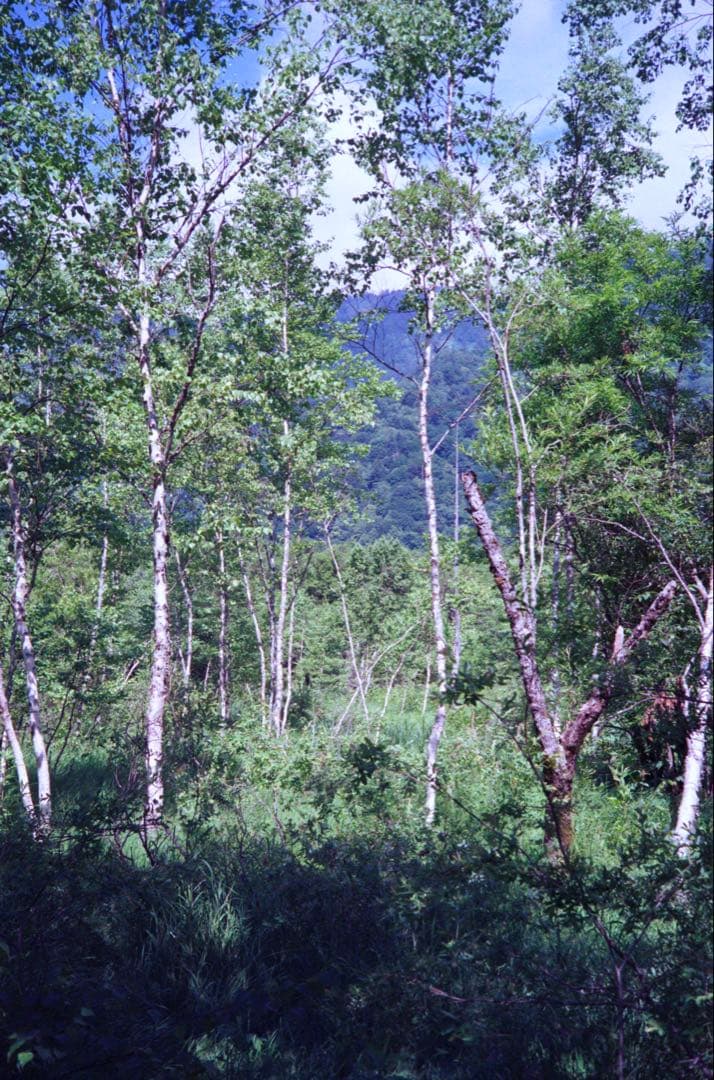 OLYMPUS 35 RC 製備品、テスト撮影済み　185617