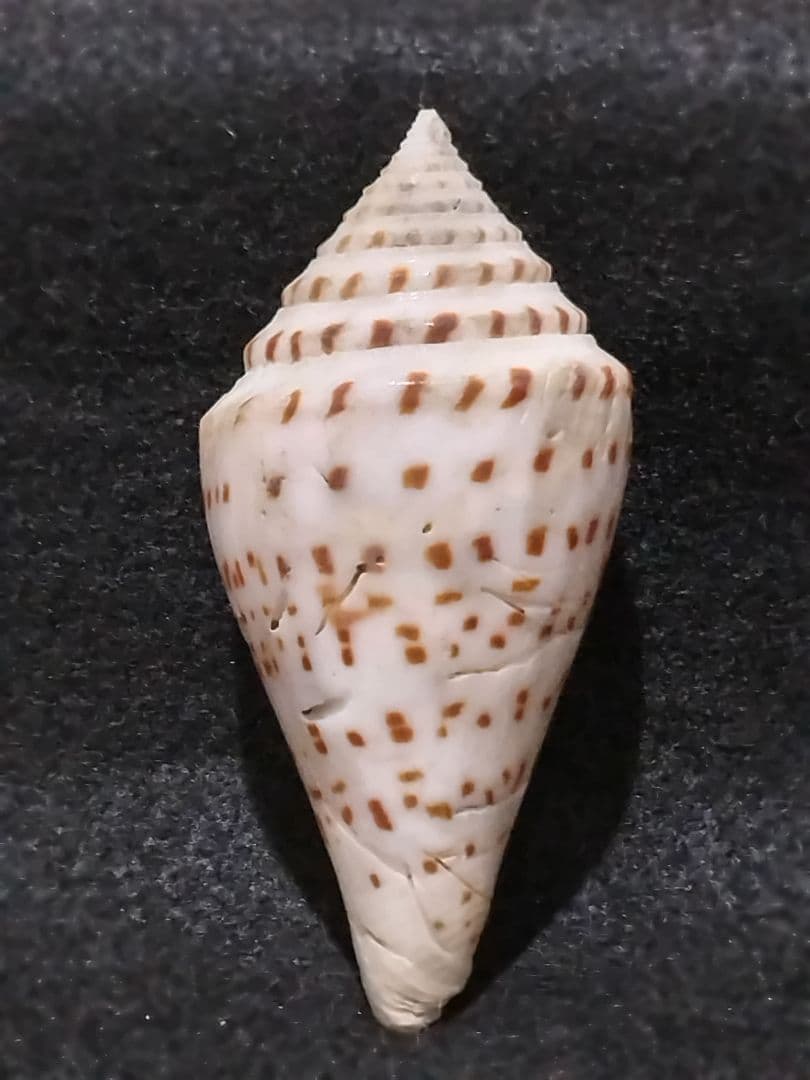 貝殻 ≪稀少≫ コブットウイモ (イモガイ科)