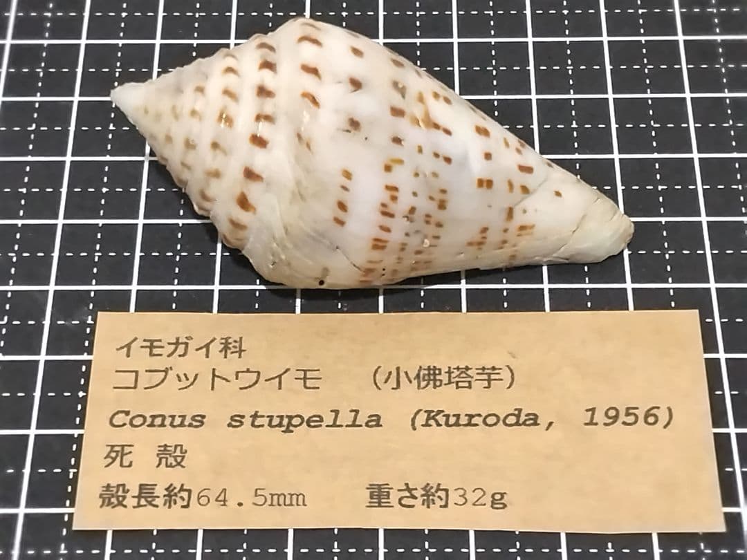 貝殻 ≪稀少≫ コブットウイモ (イモガイ科)