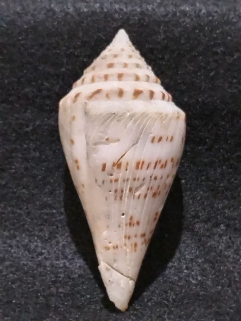 貝殻 ≪稀少≫ コブットウイモ (イモガイ科)