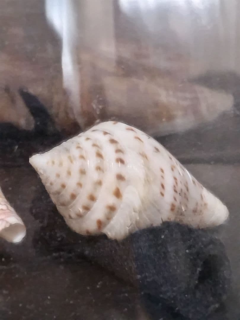 貝殻 ≪稀少≫ コブットウイモ (イモガイ科)