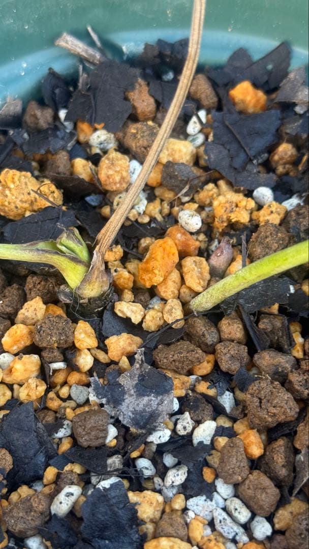 m*i様 多弁クリスマスローズ　株分苗