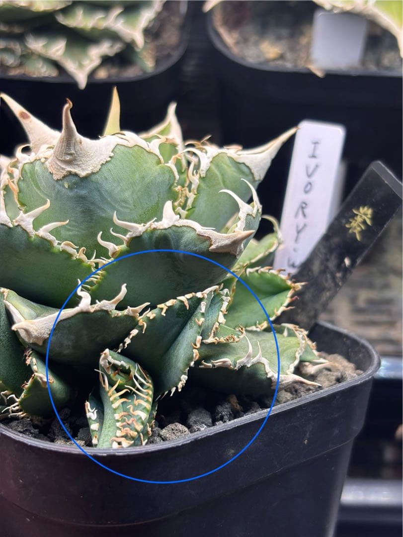 ivory w.a アイボリーivory wa ウィレム氏アガベチタノタ大白鯊