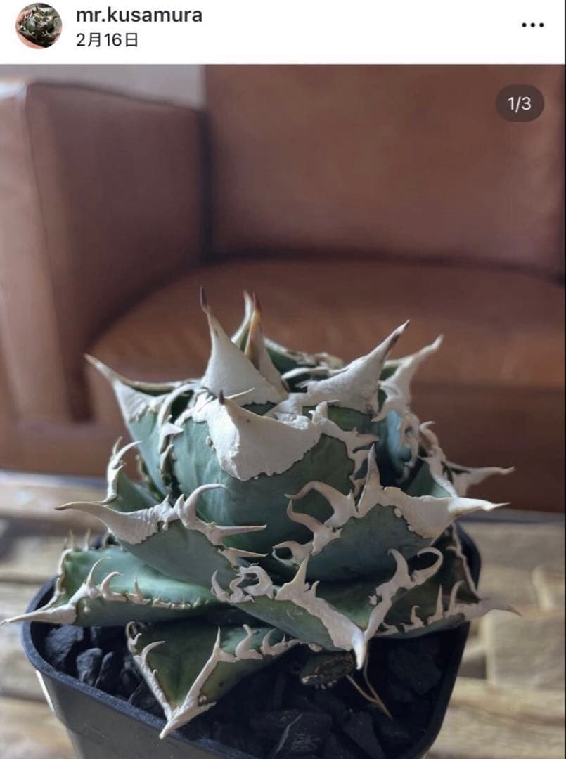 ivory w.a アイボリーivory wa ウィレム氏アガベチタノタ大白鯊