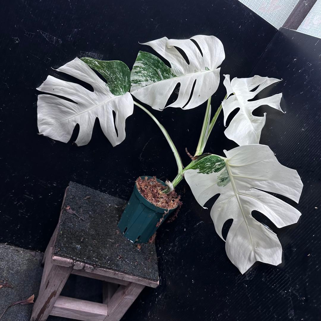 か*え様 斑入りモンステラ極上ホワイトタイガーフルムーン4号鉢植え発根済み