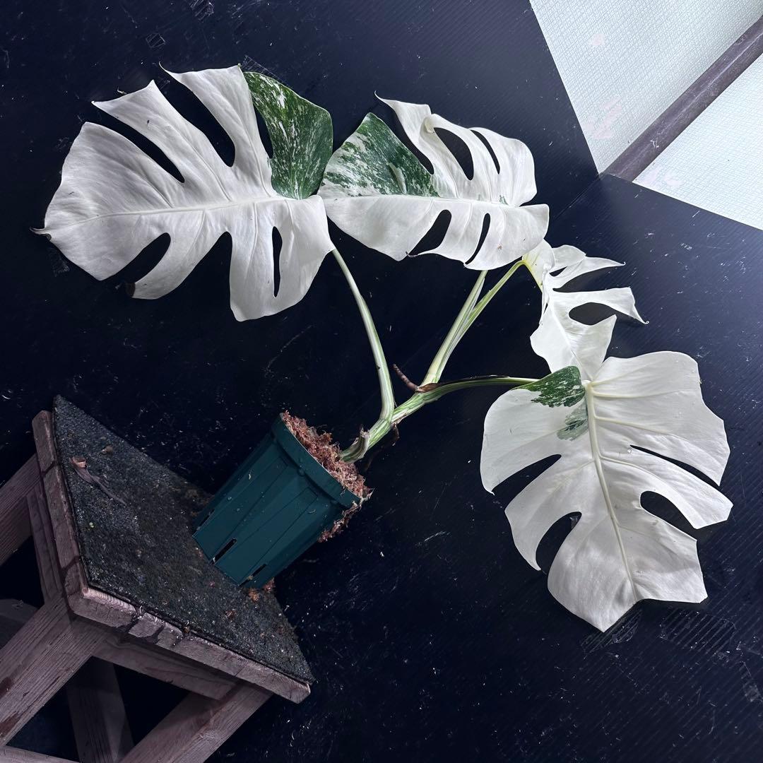 か*え様 斑入りモンステラ極上ホワイトタイガーフルムーン4号鉢植え発根済み