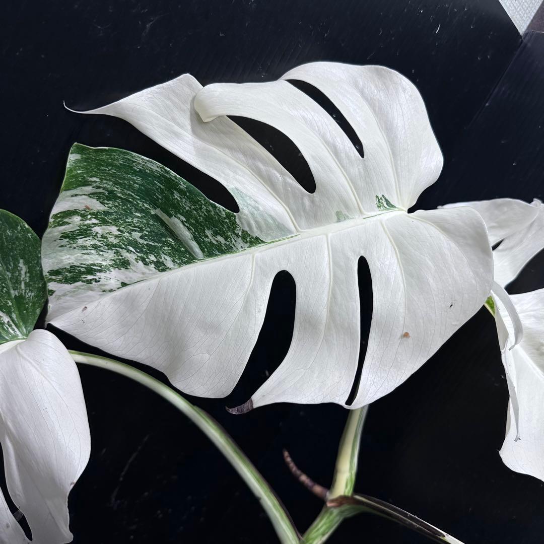 か*え様 斑入りモンステラ極上ホワイトタイガーフルムーン4号鉢植え発根済み