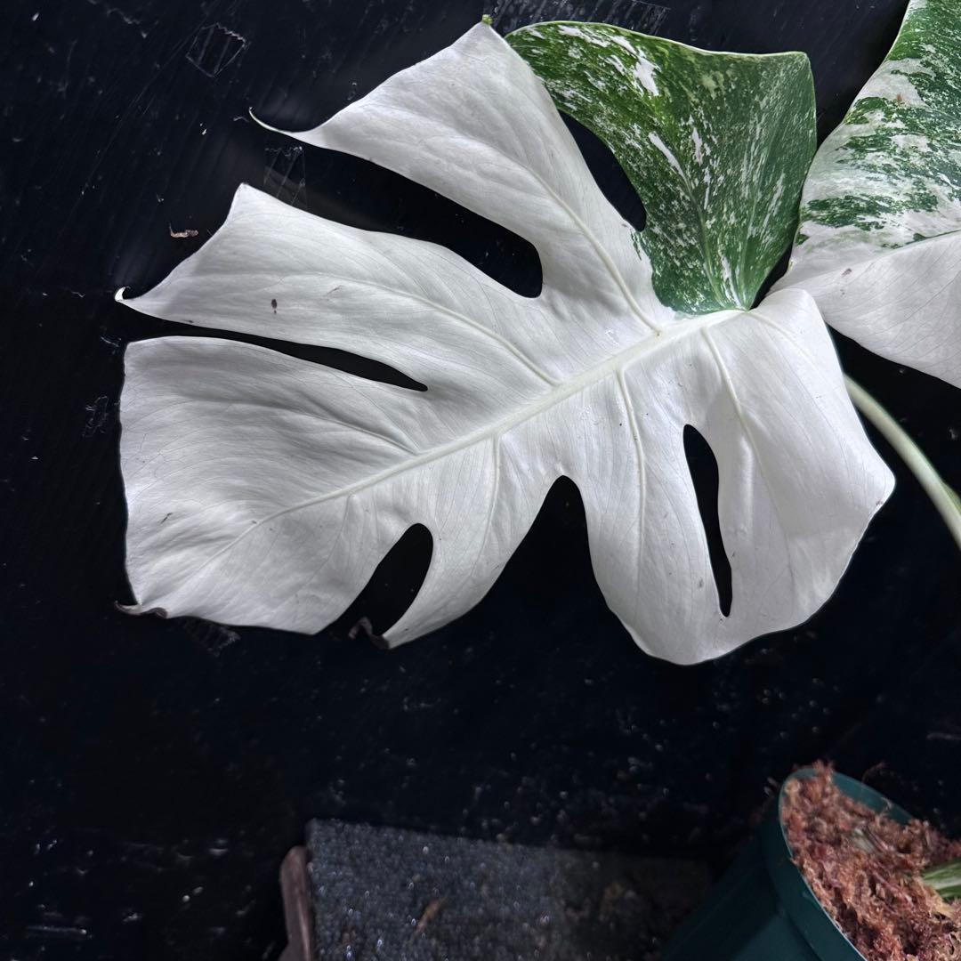 か*え様 斑入りモンステラ極上ホワイトタイガーフルムーン4号鉢植え発根済み