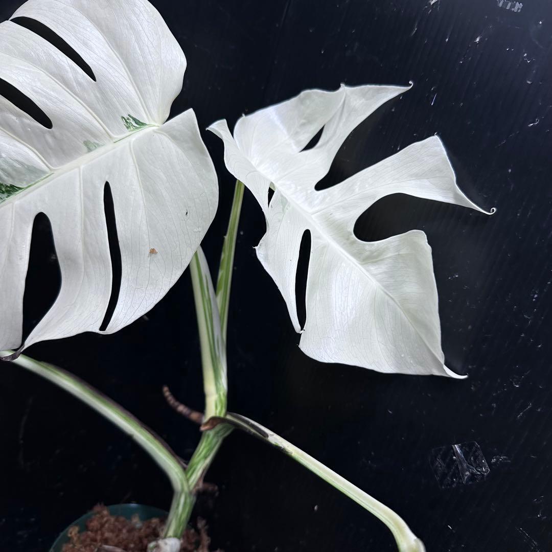 か*え様 斑入りモンステラ極上ホワイトタイガーフルムーン4号鉢植え発根済み