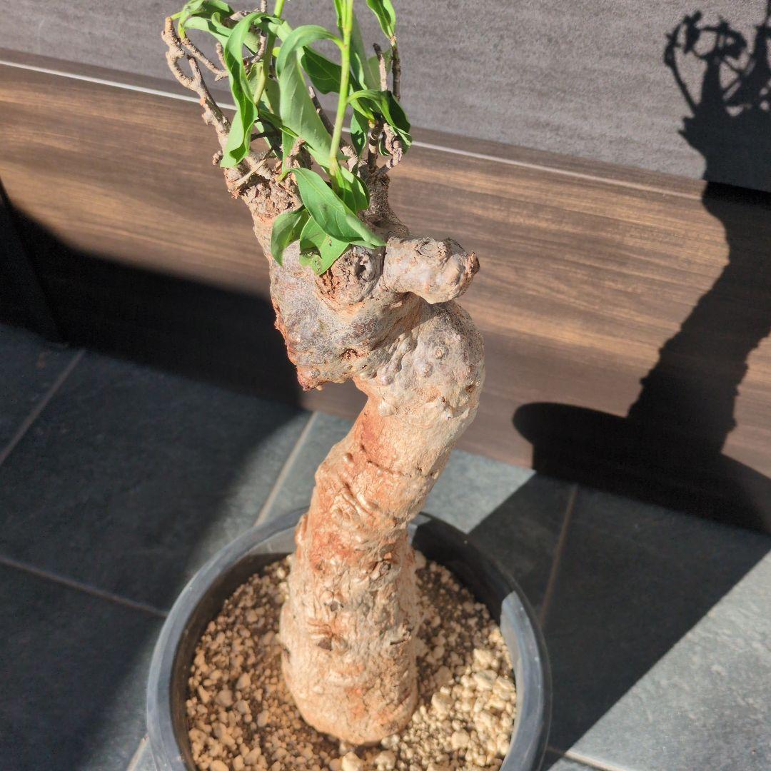 K*K様 激安セール アダンソニア ディギタ バオバブ　塊根植物　コーデックス