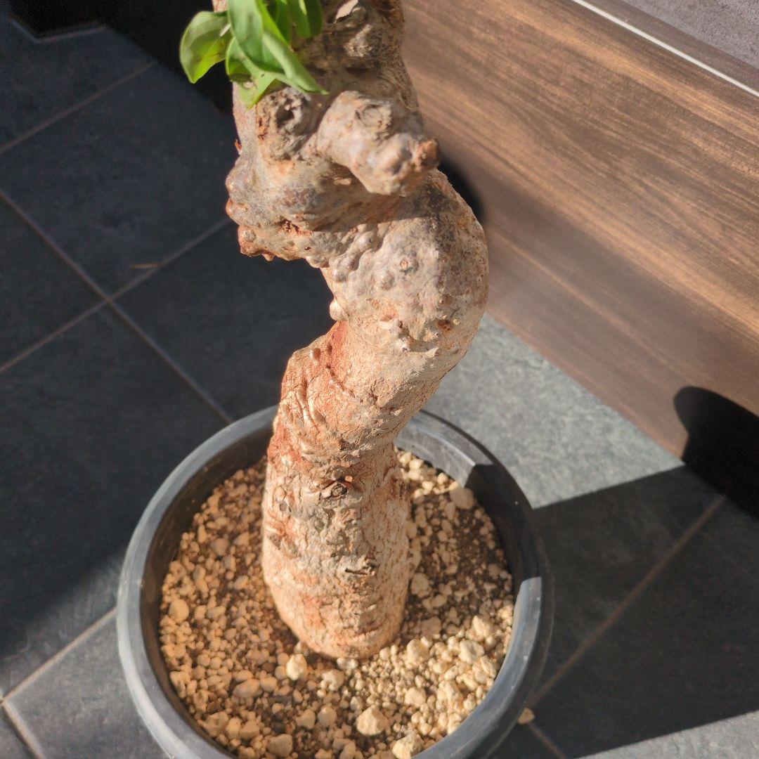 K*K様 激安セール アダンソニア ディギタ バオバブ　塊根植物　コーデックス