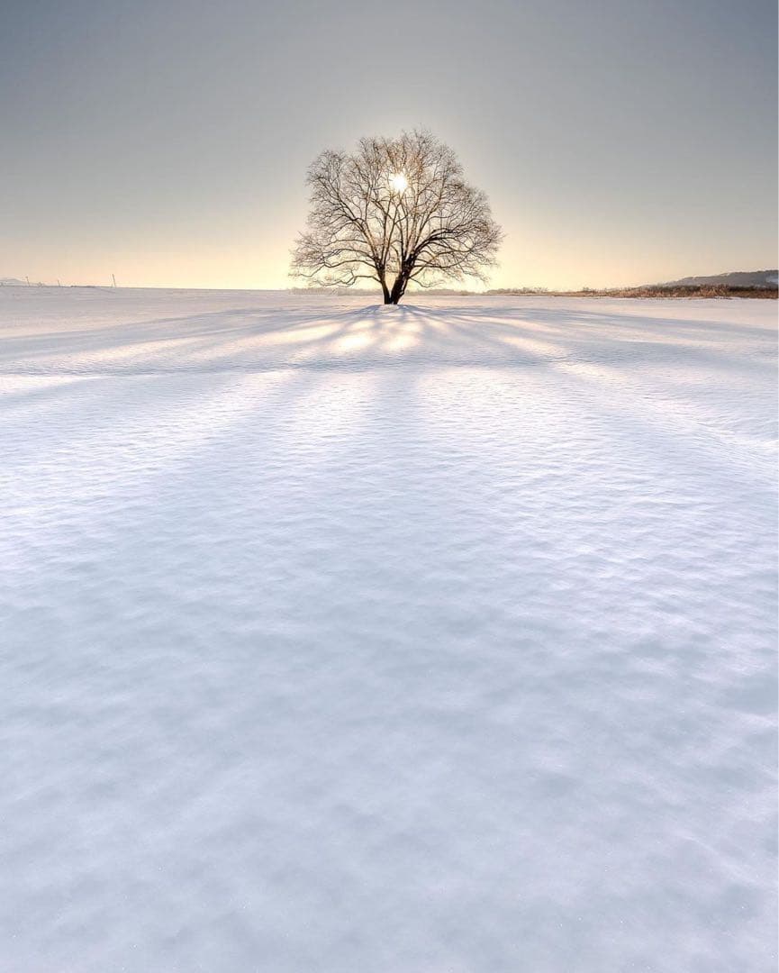 専用bibiy DELPHINE TULLE DRESS ひめか 山田優 着用