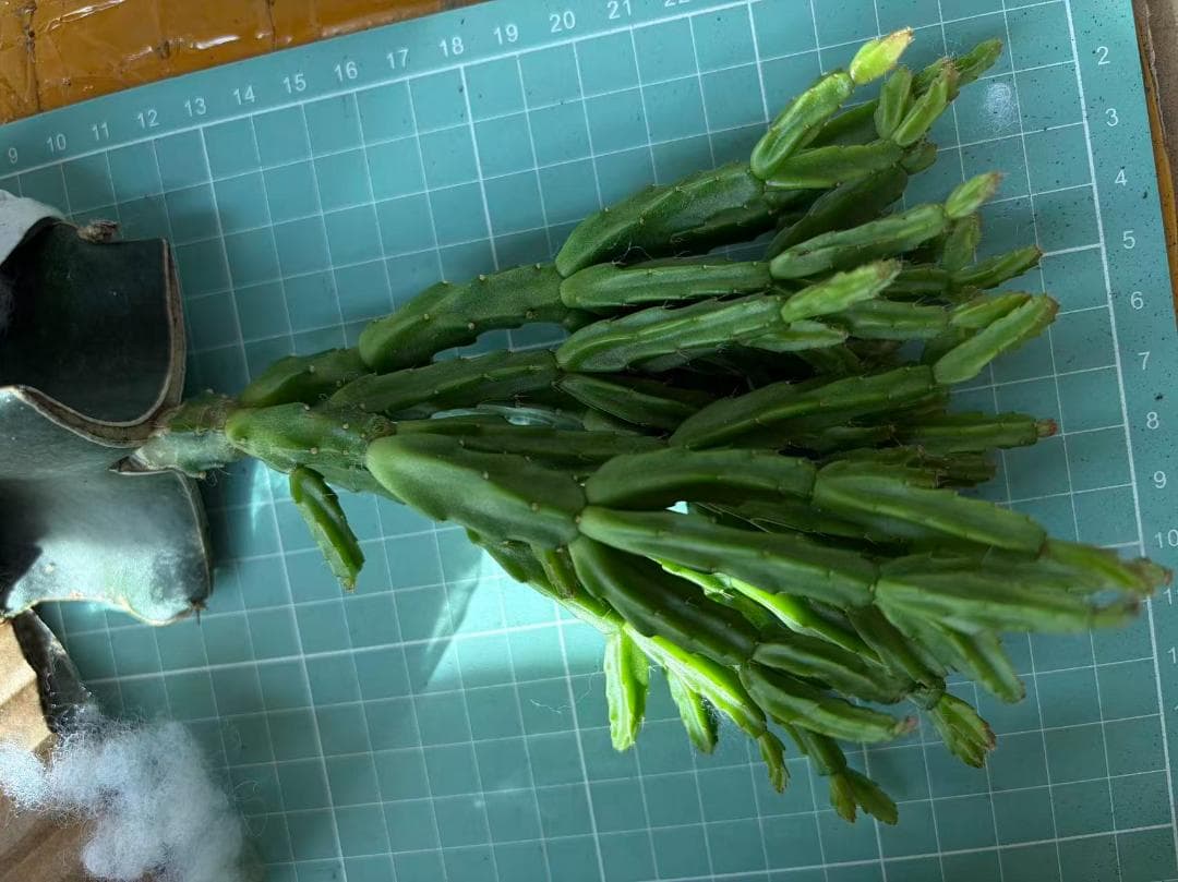 【rikisan】花サボテン（レッド+むらさき）　接木　抜け苗　1426