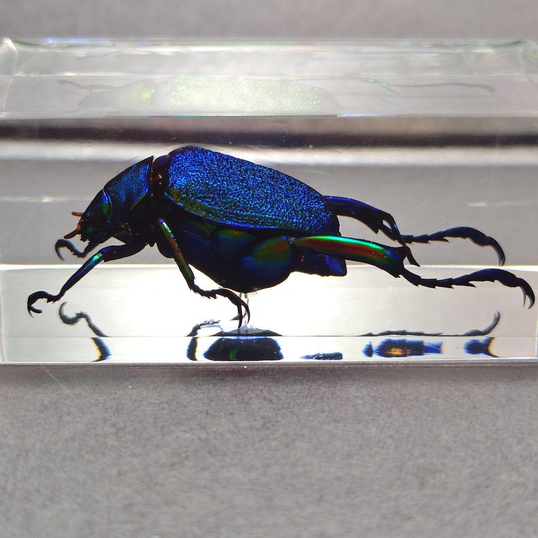 コガネムシ レジン封入標本