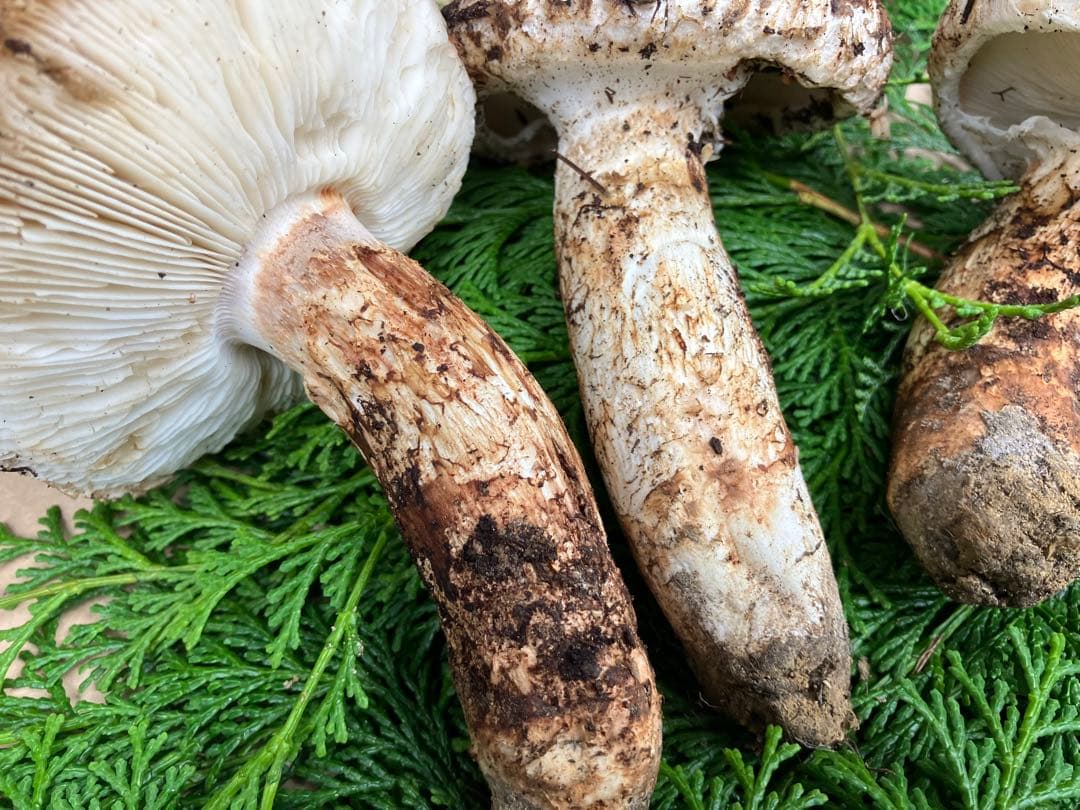 松茸　和歌山県冨貴産　松茸　約400g