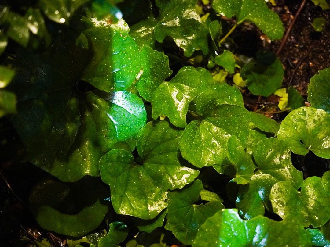 【流星光】SONY ZV-E10 + SIGMA レンズ