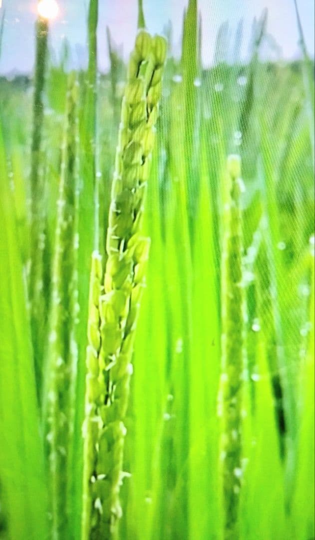 そら　R7年 自然栽培米 朝日米5kg玄米