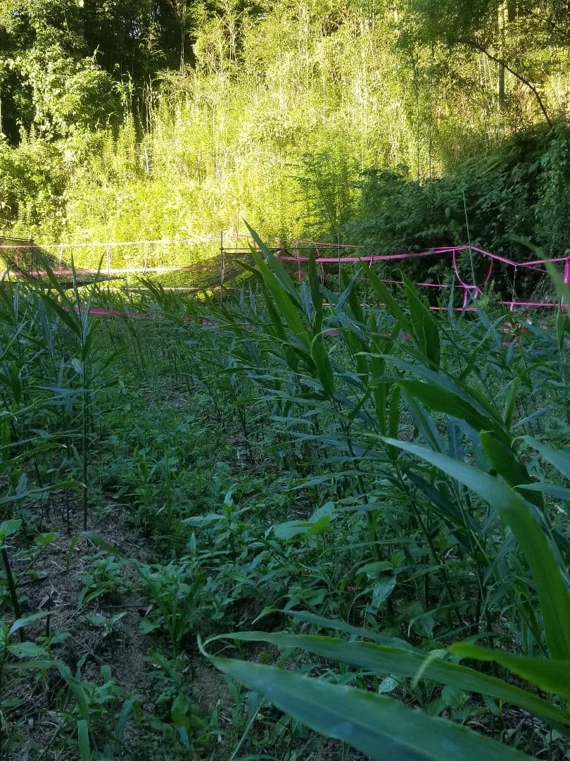 しらとり　古根生姜　5kg　期間限定価格