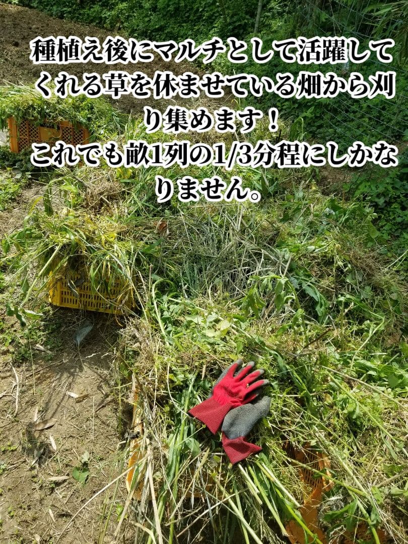 しらとり　古根生姜　5kg　期間限定価格