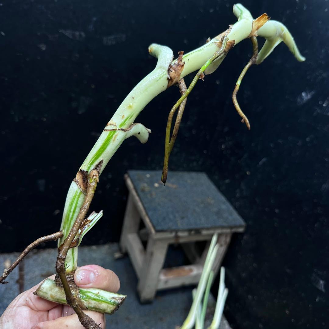 雨*♪様 斑入りモンステラホワイトタイガー大茎5株おまとめ