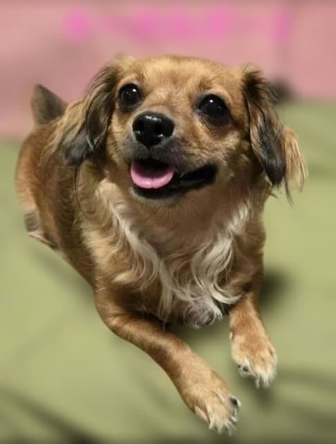 wakoです　トールペイント作品　似顔絵