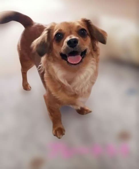 wakoです　トールペイント作品　似顔絵