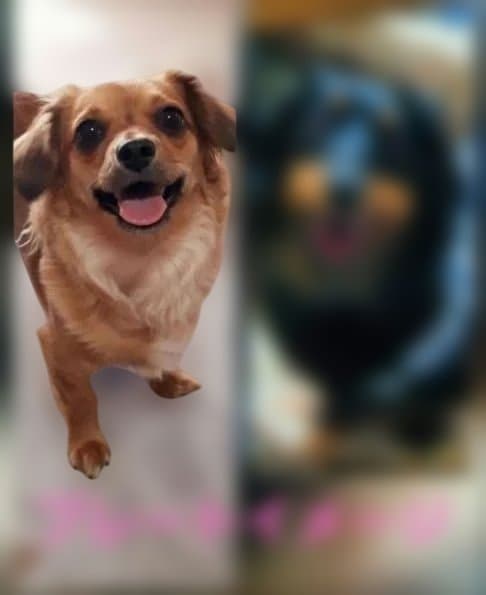 wakoです　トールペイント作品　似顔絵