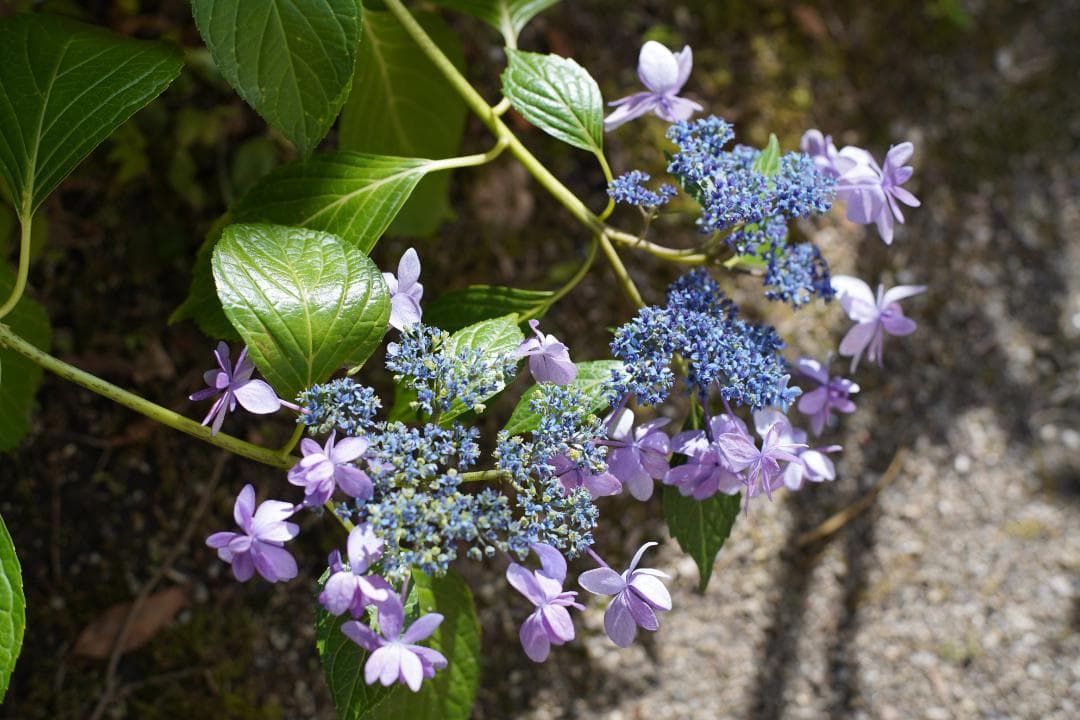 フィルムカメラ OLYMPUS OM-1N / F.ZUIKO AUTO-S 50mm F1.8