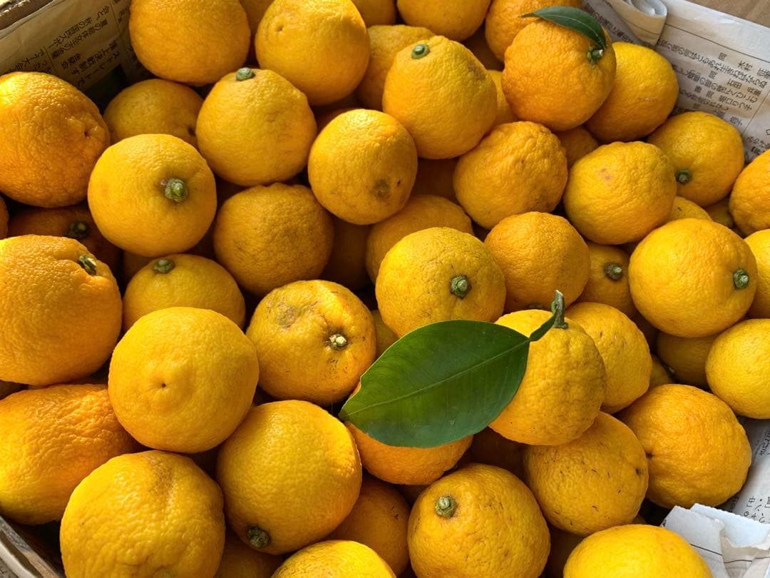 柚子　ゆず　10キロ　無農薬　おまけ　大量