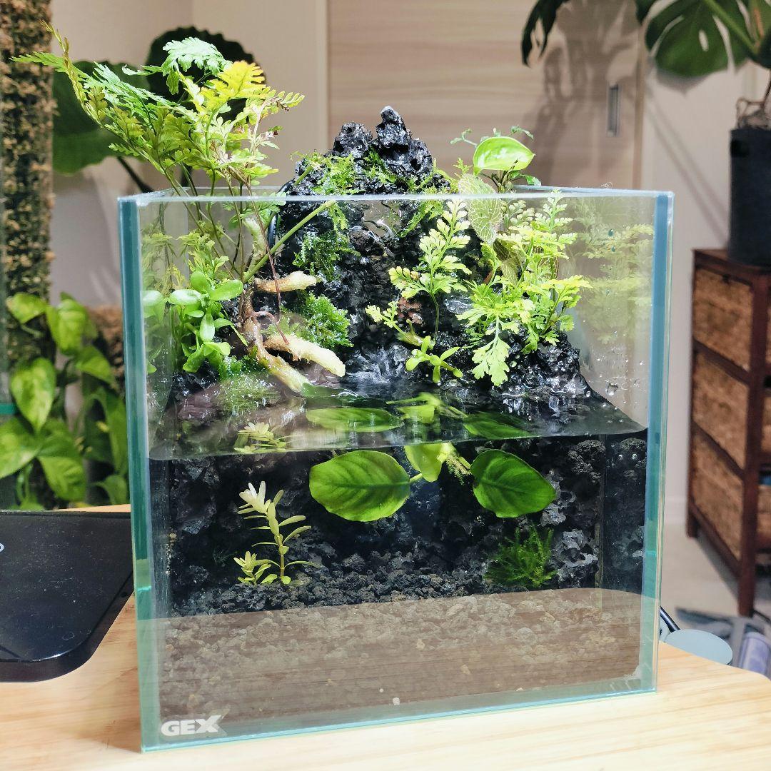 【rii】アクアテラリウム完成品_滝の流れる15cmキューブ水槽