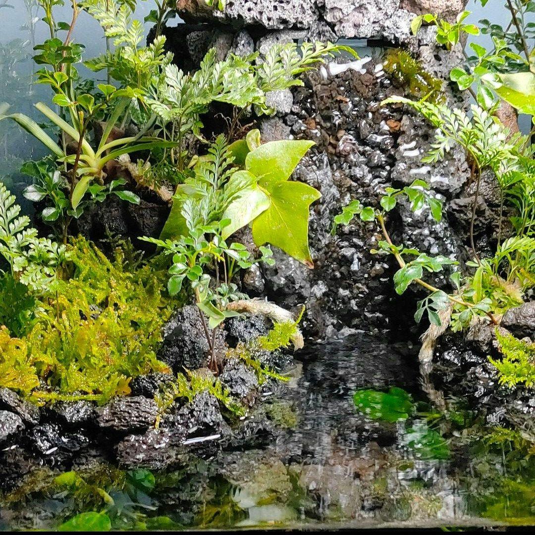 【rii】アクアテラリウム完成品_滝の流れる15cmキューブ水槽