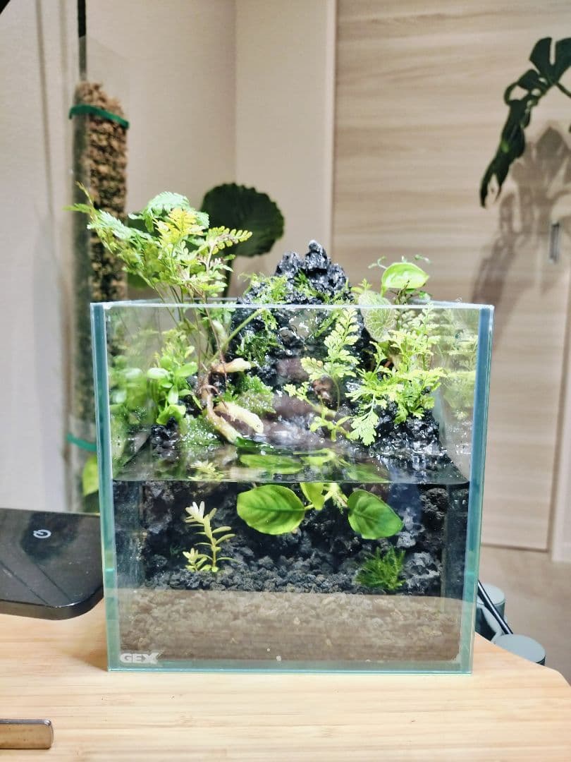 【rii】アクアテラリウム完成品_滝の流れる15cmキューブ水槽