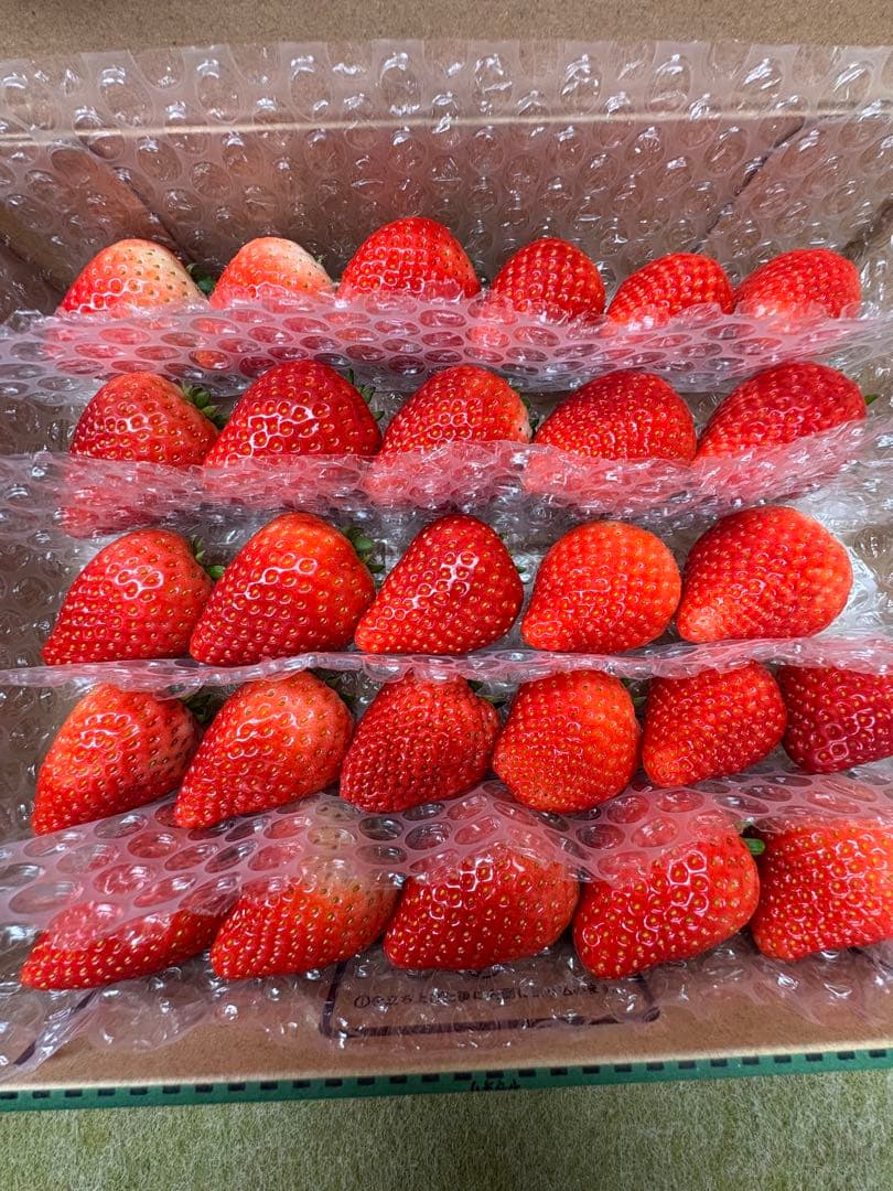 栃木県産とちあいか　初物苺×3 苺の実はるいちご園　【20個限定】 チップ