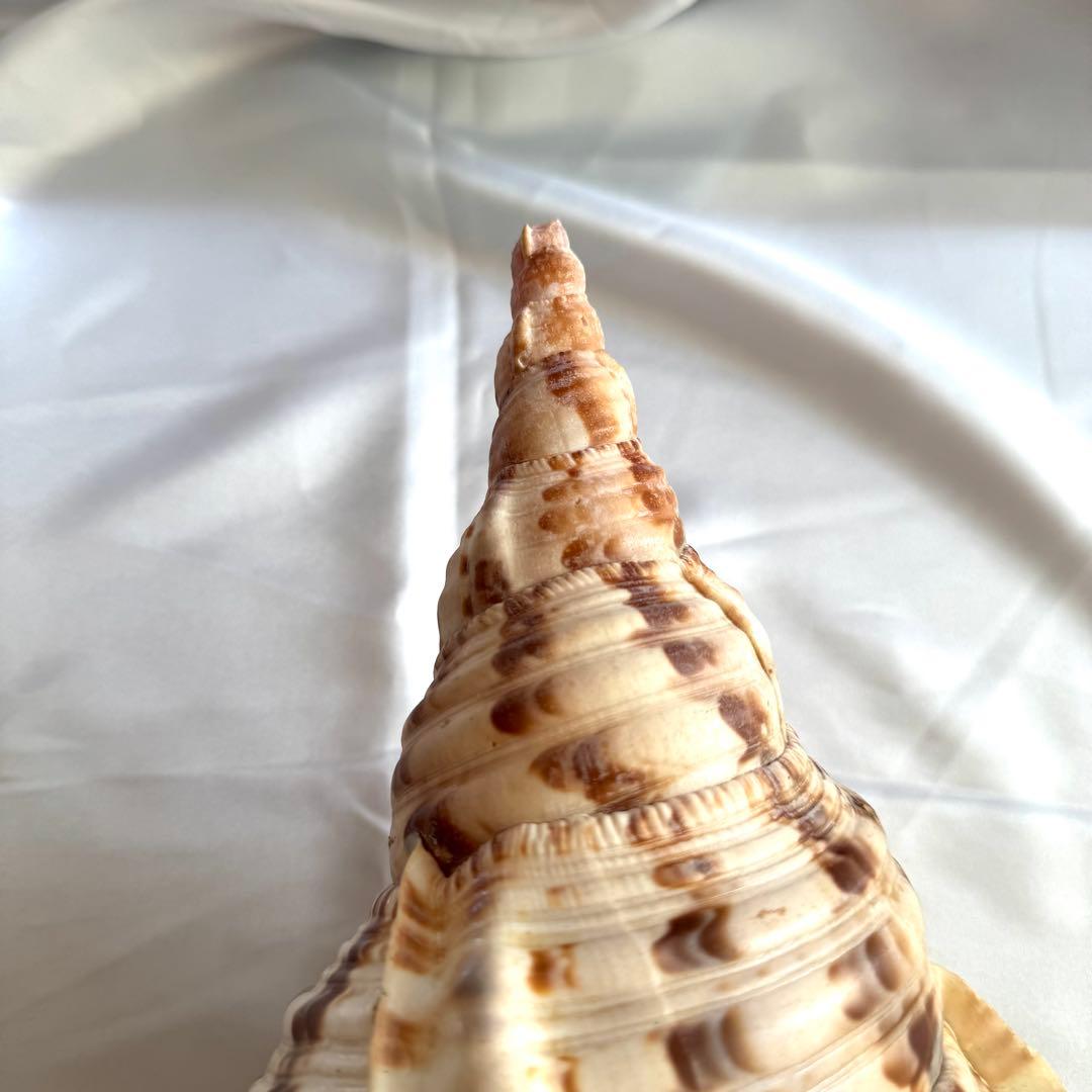 お値下げ　ホラガイ　法螺貝 超特大 約38cmホラ貝 ほら貝 インテリア　置物