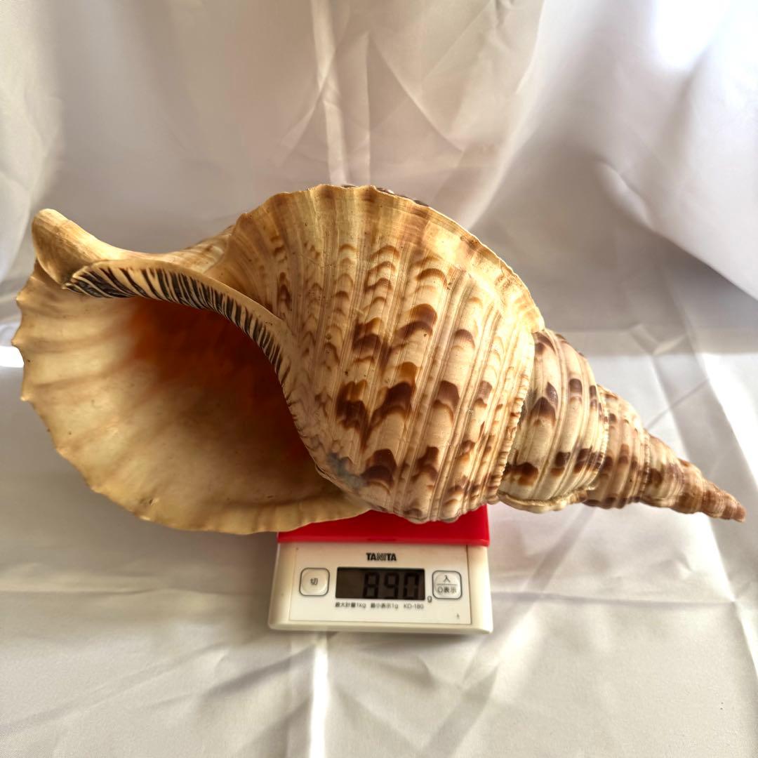お値下げ　ホラガイ　法螺貝 超特大 約38cmホラ貝 ほら貝 インテリア　置物