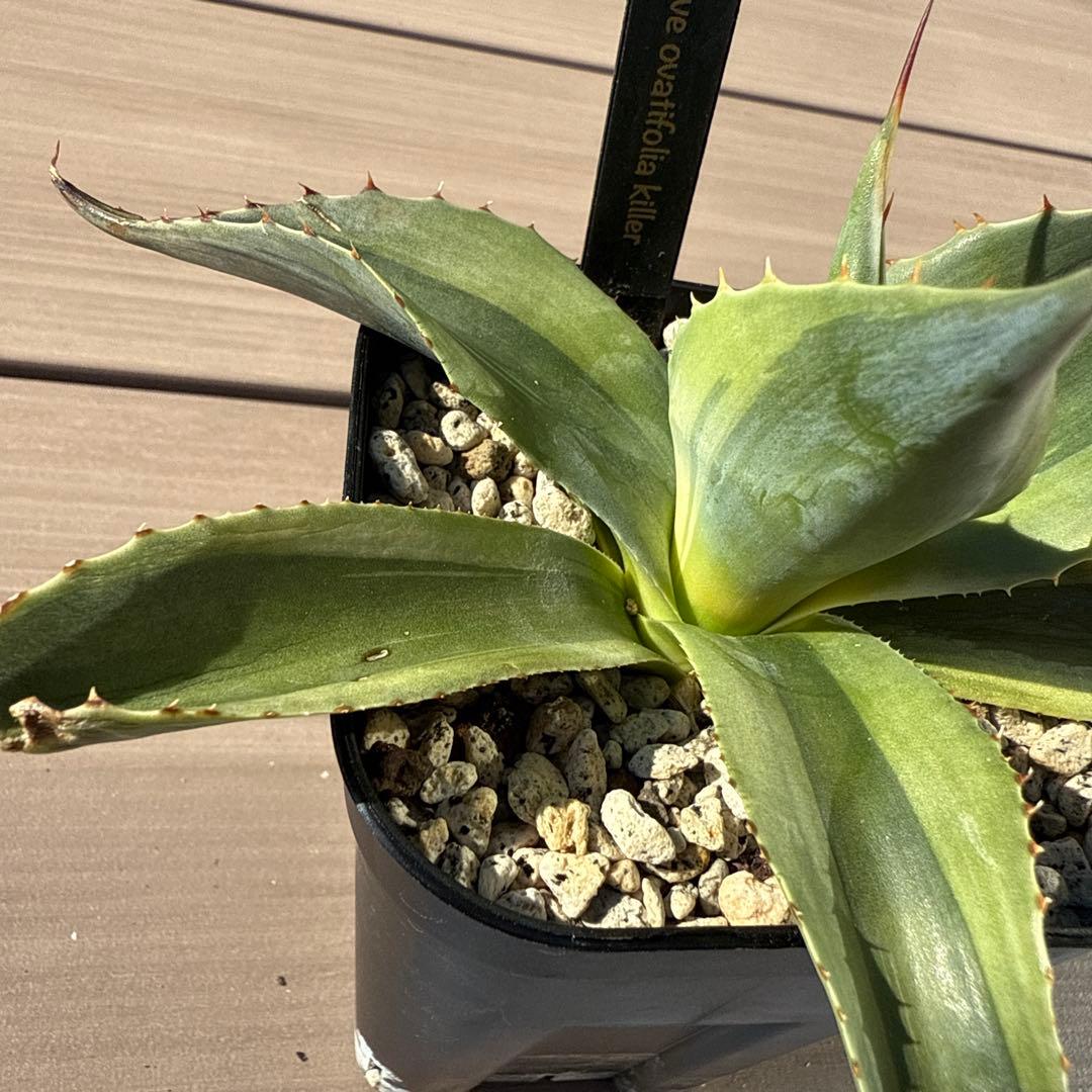 よ*ん様 アガベ　オバティフォリア　キラー