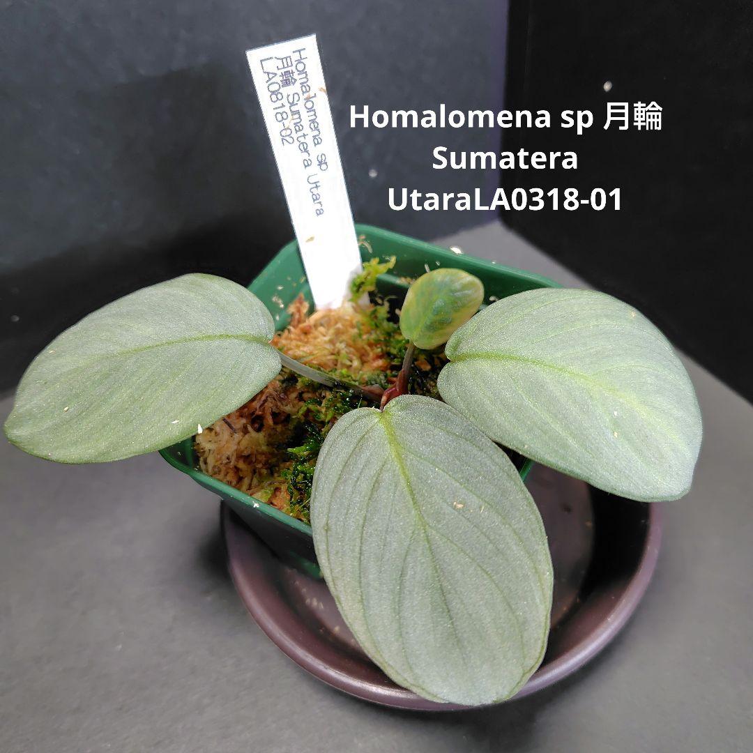 Homalomena sp 月輪