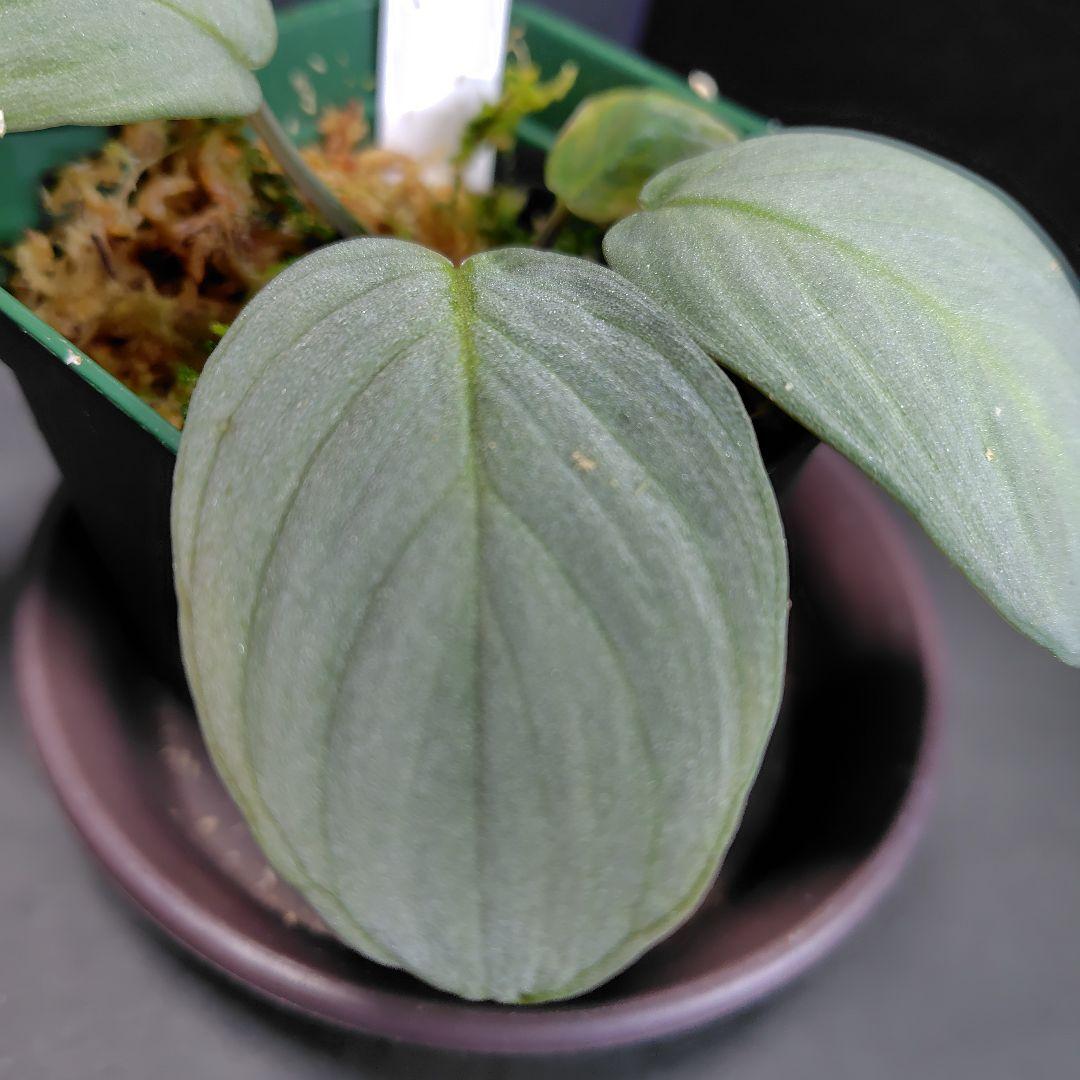 Homalomena sp 月輪