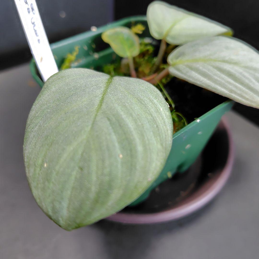 Homalomena sp 月輪