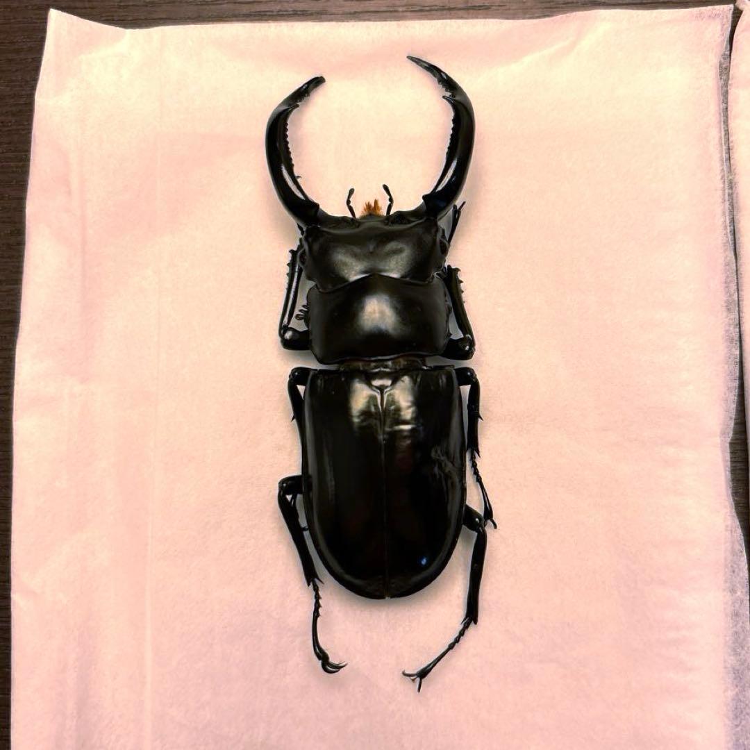 ウエストウッディオオシカクワガタ　ペア標本