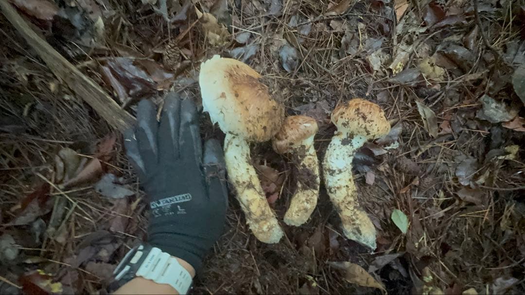 長野県信州伊那市10月20日9時取れたて570㌘￼
