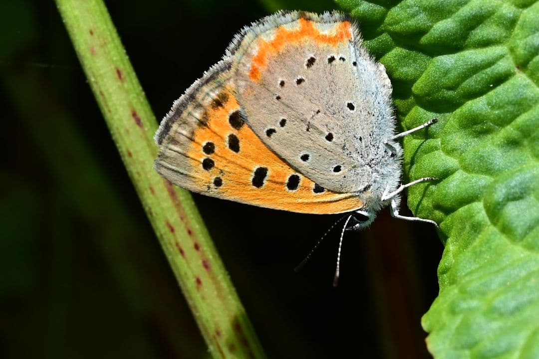 NIKKOR Z MC 50mm f/2.8 単焦点マクロレンズ