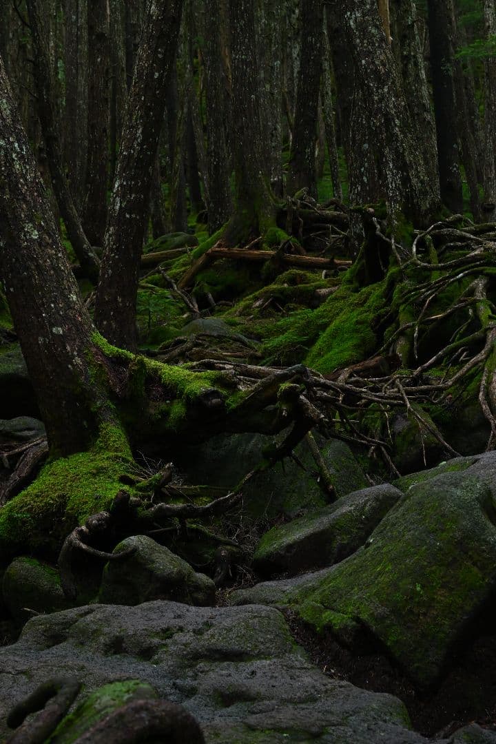 NIKKOR Z MC 50mm f/2.8 単焦点マクロレンズ