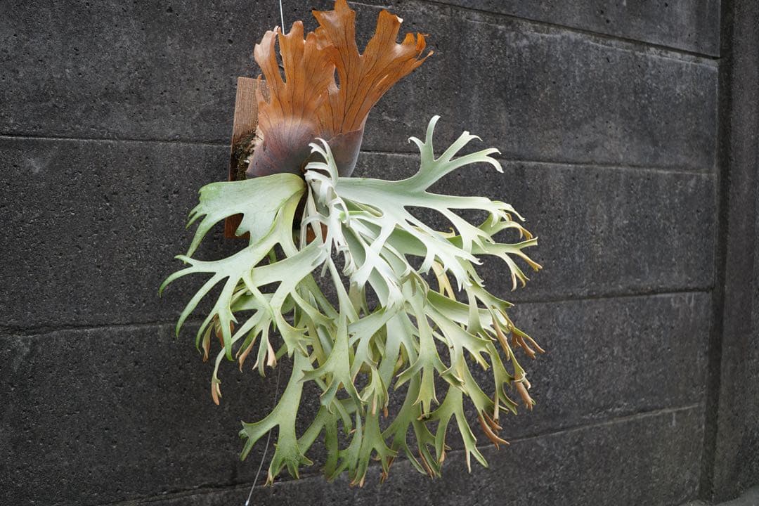 【初売り特価】P.willinckii ' 月光爪哇 ' OC