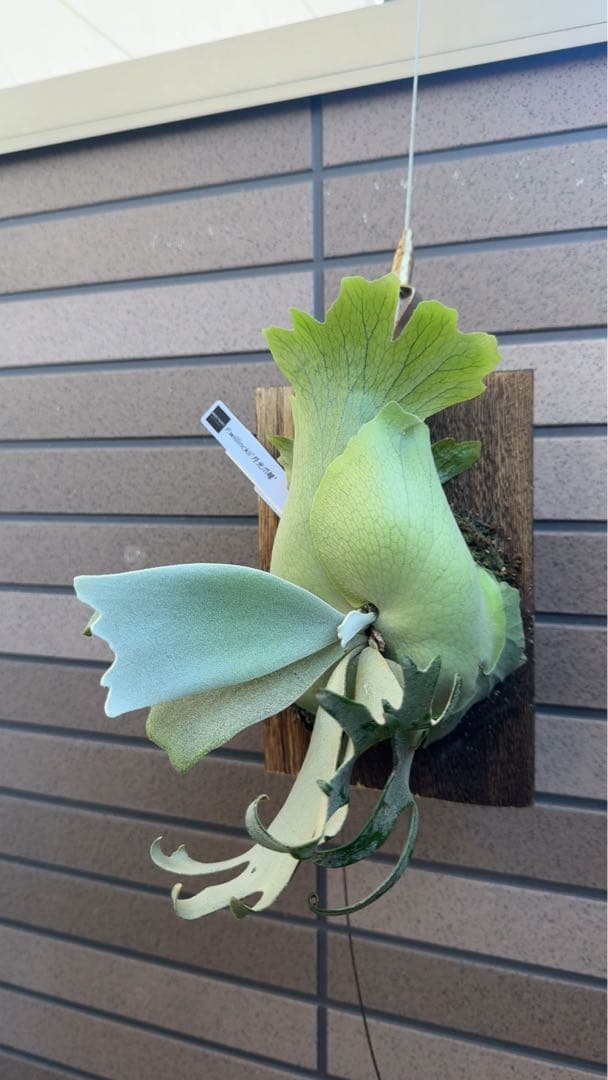 【初売り特価】P.willinckii ' 月光爪哇 ' OC