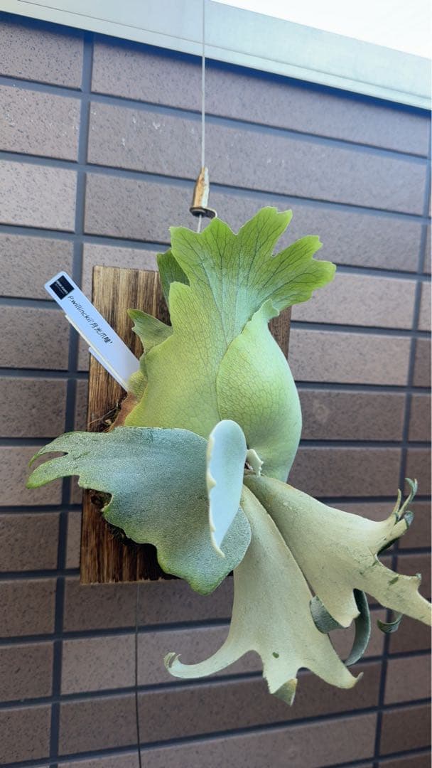 【初売り特価】P.willinckii ' 月光爪哇 ' OC