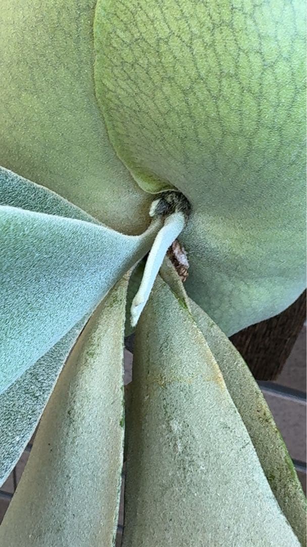 【初売り特価】P.willinckii ' 月光爪哇 ' OC