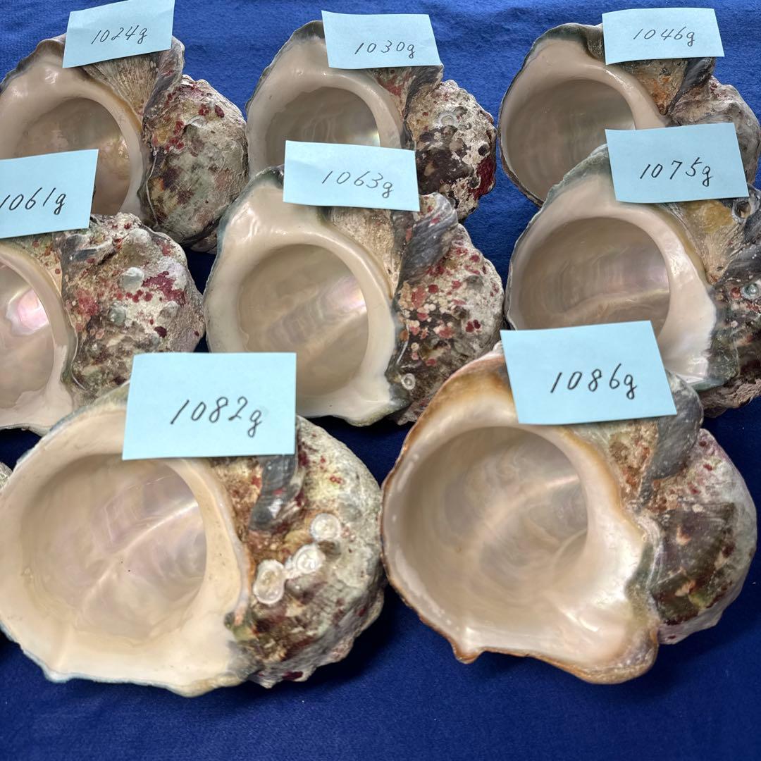 大型夜光貝　ヤコウ貝　まとめ売り　14個　　　14、7kg アクセサリー　ルアー