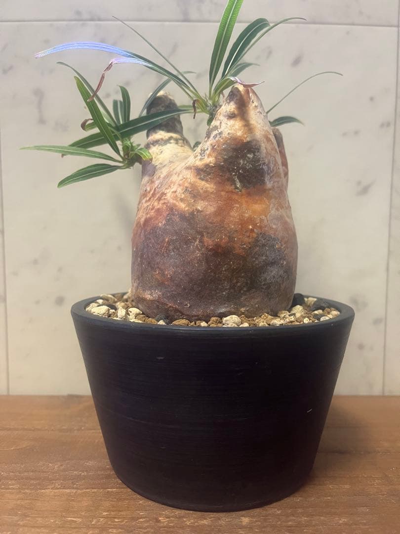 パキポディウム グラキリス